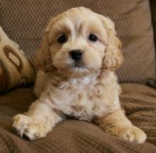 Puppies for sale , cockapoo puppies - Russia, Astrakhan