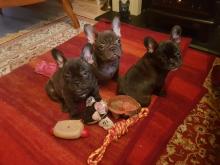 Puppies for sale french bulldog - Spain, Bilbao