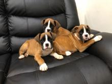 Puppies for sale boxer - Greece, Athens