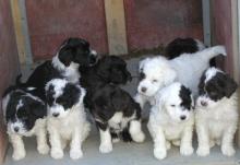 Puppies for sale other breed, portuguese water dog - Estonia, Tallinn