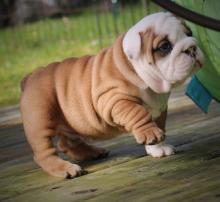 Puppies for sale english bulldog - Czech Republic, Olomouc