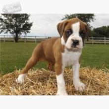 Puppies for sale boxer - Greece, Larissa