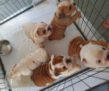 Puppies for sale english bulldog - Romania, Bucharest