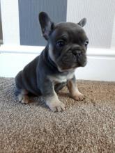 Dogs free french bulldog - Canada, Quebec, Montreal