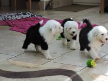 Puppies for sale other breed, old english sheepdog  - Estonia, Tallinn