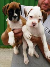 Puppies for sale boxer - Sweden, Stockholm
