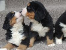 Puppies for sale bernese mountain dog - Sweden, Stockholm