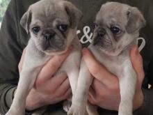 Puppies for sale pug - Sweden, Esbjerg