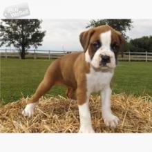 Puppies for sale boxer - Estonia, Pya