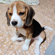 Dogs free beagle - United Kingdom, Birmingham