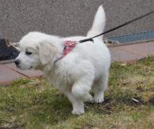 Puppies for sale golden retriever - Tajikistan, Kulyab