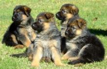 Puppies for sale german shepherd dog - Poland, Warsaw