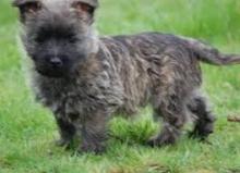 Puppies for sale kern-terrier, cairn terrier - Finland, Helsinki
