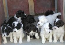 Puppies for sale other breed, portuguese water dog - Slovakia, Bratislava