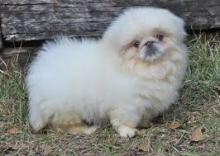 Puppies for sale pekinese - Slovakia, Bratislava