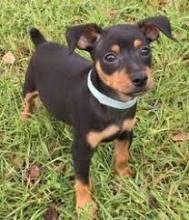 Puppies for sale miniature pinscher - Slovakia, Bratislava