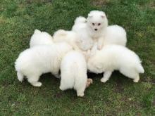 Puppies for sale japanese spitz - Poland, Warsaw