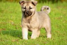 Puppies for sale other breed, norwegian elkhound - Slovenia, Ljubljana