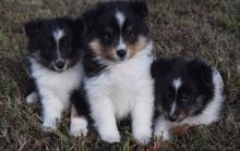 Puppies for sale sheltie (shetland sheepdog) - Finland, Helsinki