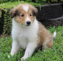 Puppies for sale collie - Finland, Helsinki