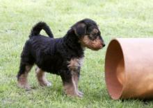 Puppies for sale airedale - Portugal, Lisbon