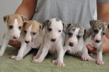 Puppies for sale italian greyhound - Poland, Piast