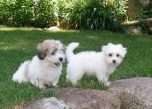 Puppies for sale other breed, coton de tulear - Finland, Helsinki