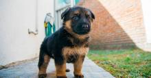 Puppies for sale german shepherd dog - Uzbekistan, Samarkand