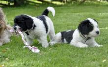 Puppies for sale other breed, polish lowland sheepdog - Slovakia, Bratislava