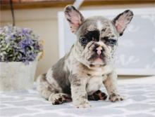 Puppies for sale french bulldog - Cyprus, Nicosia