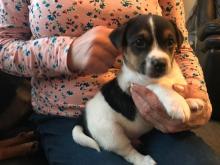 Puppies for sale jack russell terrier - Sweden, Stockholm