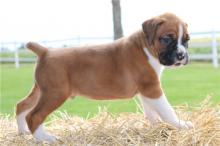 Puppies for sale boxer - Belarus, Minsk