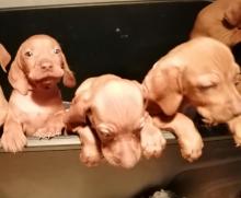 Puppies for sale hungarian pointer, vizsla - Lithuania, Pakruoyis