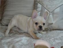 Puppies for sale french bulldog - Czech Republic, Poprad