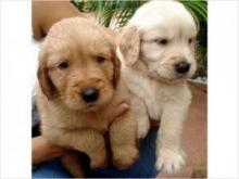 Puppies for sale golden retriever - Russia, Eagle