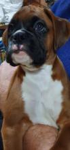 Puppies for sale boxer - Cyprus, Limassol