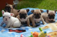 Puppies for sale french bulldog - Luxembourg, Luxembourg