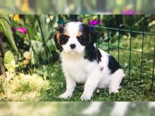 Puppies for sale king charles spaniel - Moldova, Tiraspol