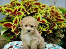 Puppies for sale poodle - Luxembourg, Luxembourg