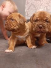 Puppies for sale other breed, dogue de bordeaux pups - Estonia, Sillamyae