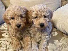 Puppies for sale toy-poodle - Cyprus, Nicosia. Price 12 РУБ