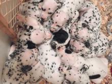 Puppies for sale dalmatian - Austria, Vienna