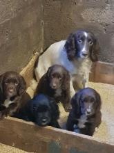 Puppies for sale other breed, beautiful sprocker pups - Latvia, Preili