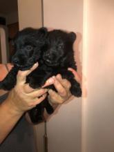 Puppies for sale scotch-terrier - Cyprus, Larnaca