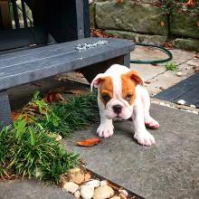 Puppies for sale english bulldog - Germany, Yen