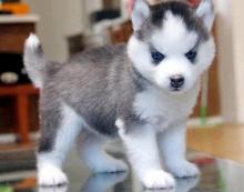 Puppies for sale , pomsky puppies - Russia, Ekaterinburg