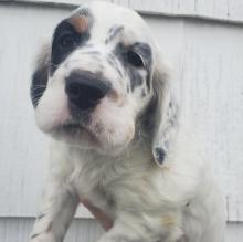 Puppies for sale english setter - Latvia, Rezekne