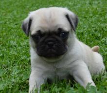 Puppies for sale pug - Austria, Linz