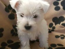 Puppies for sale west highland white terrier - Cyprus, Nicosia