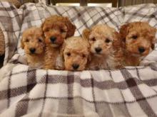 Puppies for sale toy-poodle - Bulgaria, Sofia